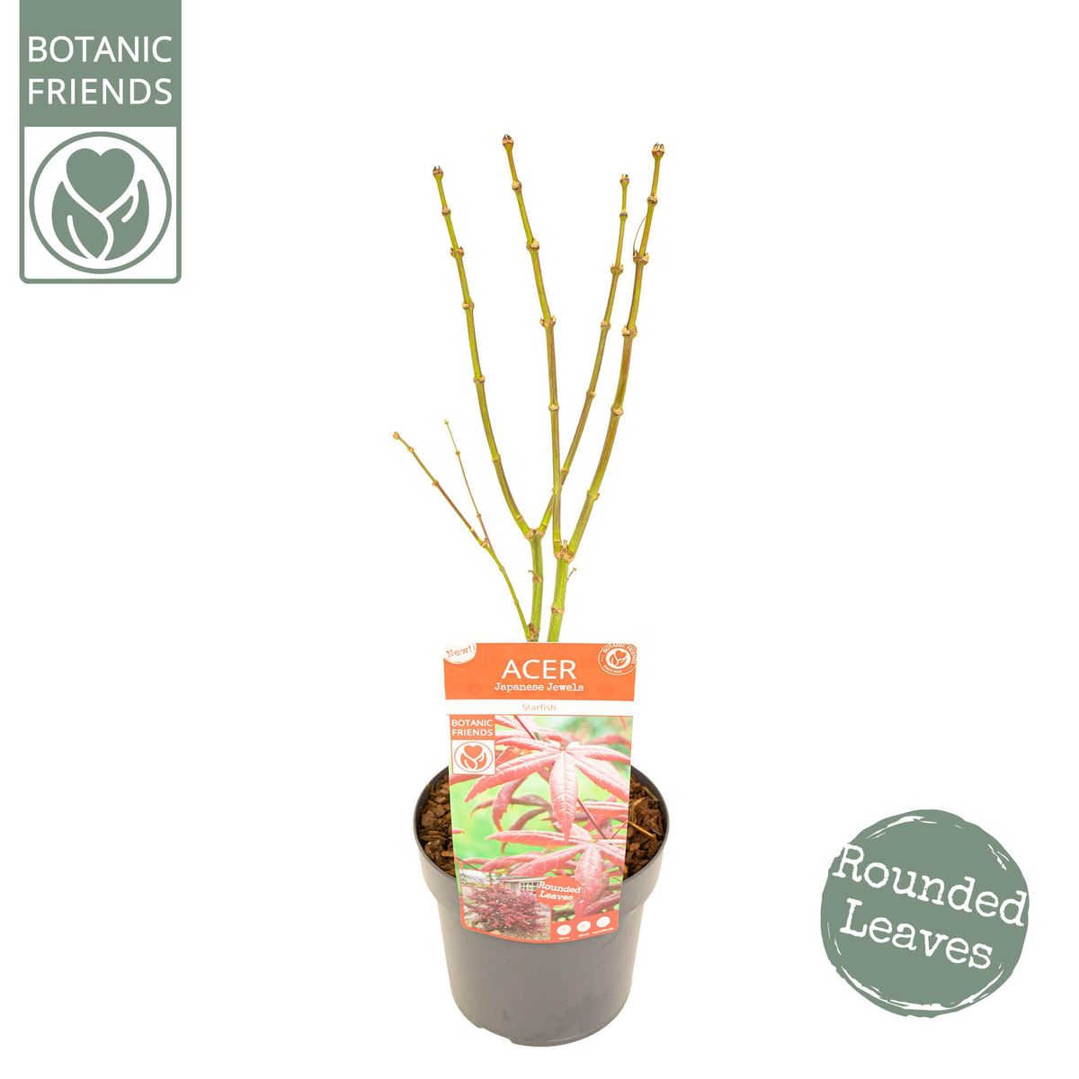 Starfish様 Acer palmatum 'Starfish' — Plant Wholesale FlorAccess
