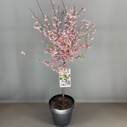 Prunus incisa 'Paean'