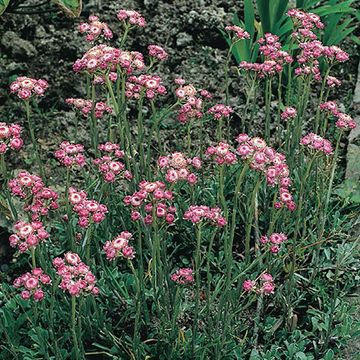 Antennaria dioica 'Rubra'
