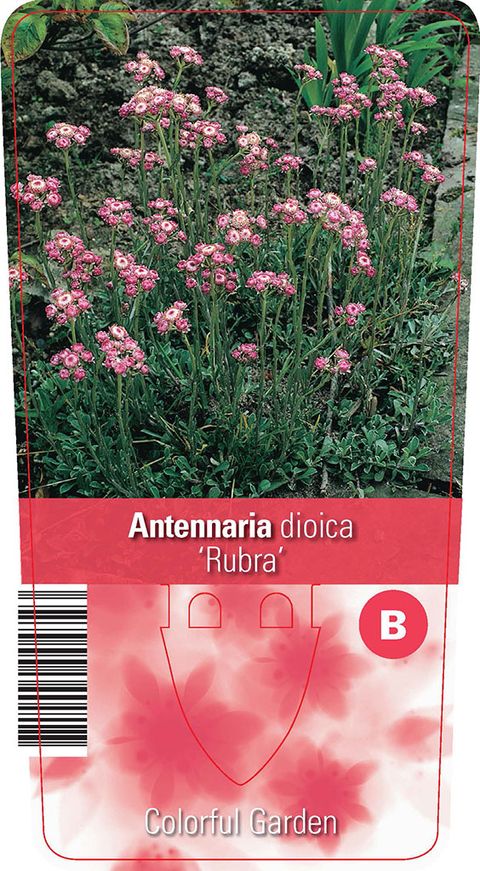 Antennaria dioica 'Rubra'
