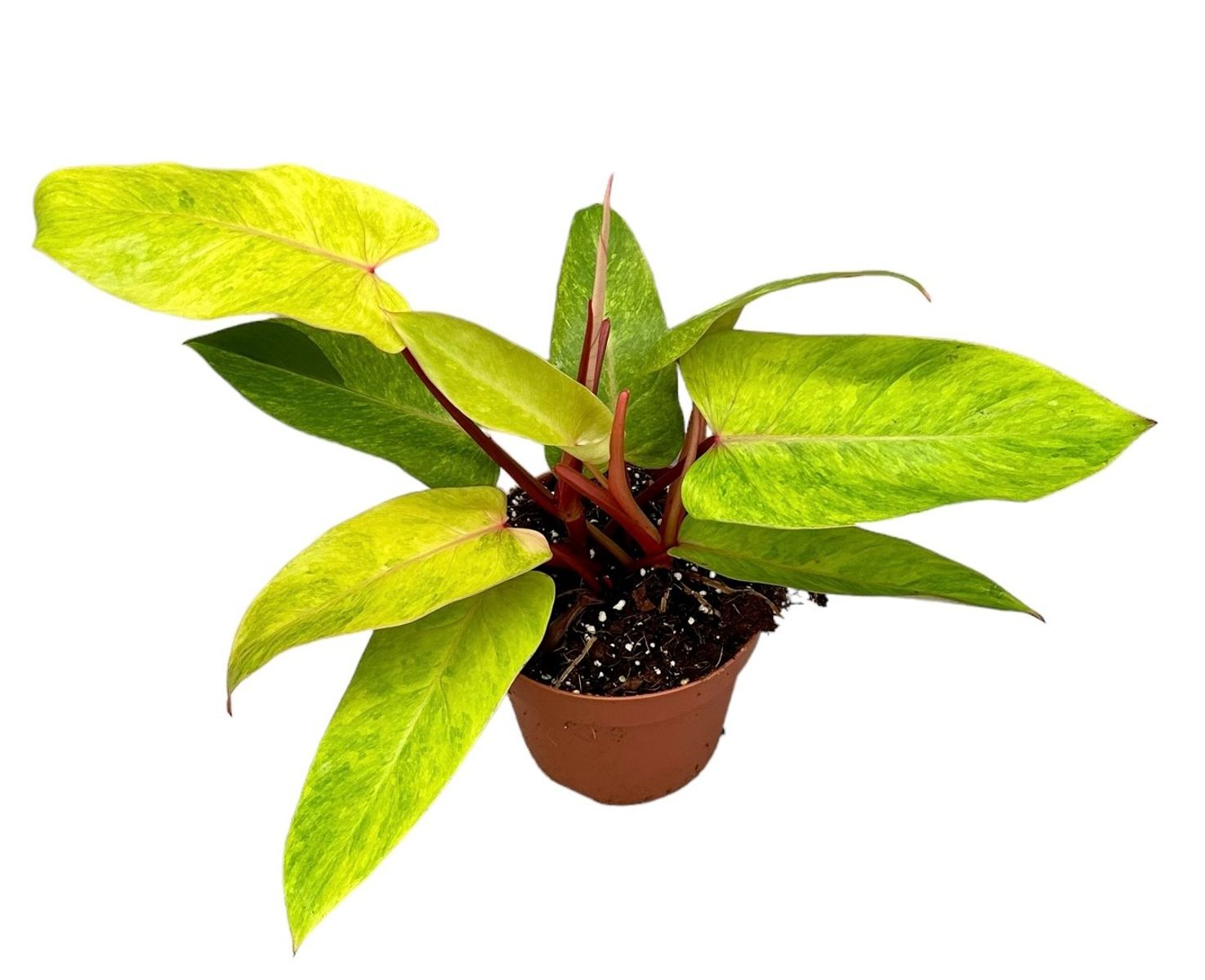 Philodendron 'Painted Lady' — Plant Wholesale FlorAccess