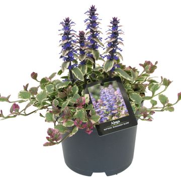 Ajuga tenorei PRINCESS NADIA