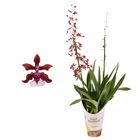 Oncidium Sharry Baby