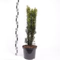 Taxus baccata 'Fastigiata Robusta'