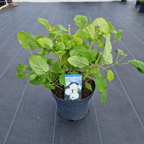 Hydrangea arborescens 'Annabelle'