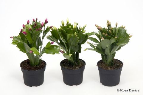 Schlumbergera MIX