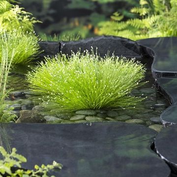 Isolepis cernua