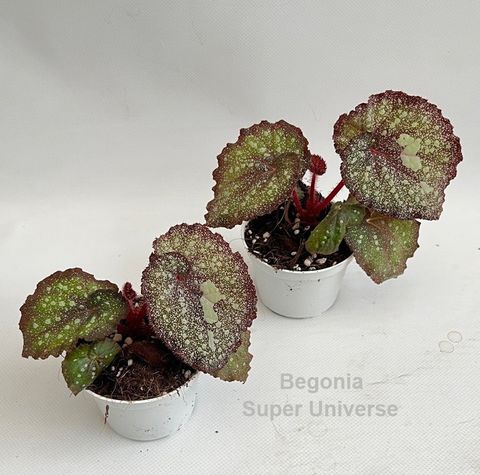 Begonia 'Super Universe'
