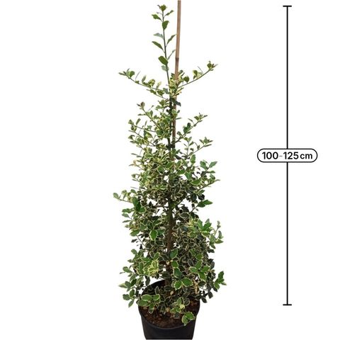 Ilex aquifolium 'Argentea Marginata'