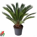 Cycas revoluta
