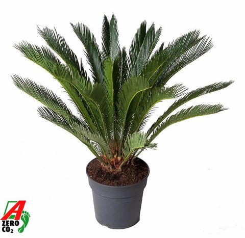 Cycas revoluta