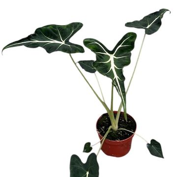 Alocasia 'Frydek Tattoo'