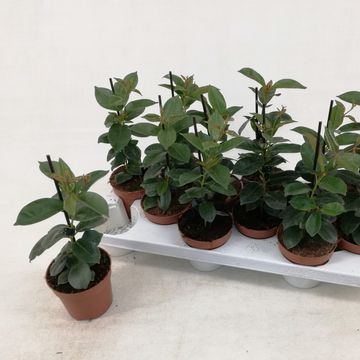 Mandevilla RIO HOT PINK