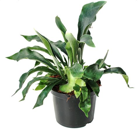 Platycerium bifurcatum