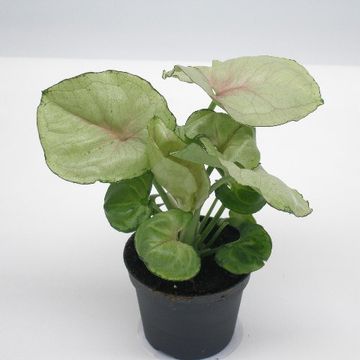 Syngonium podophyllum 'Roxanne'