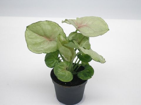 Syngonium podophyllum 'Roxanne'