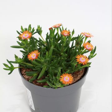 Delosperma cooperi LIDO ORANGE WITH EYE