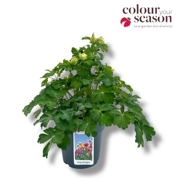 Aquilegia 'Spring Magic White'