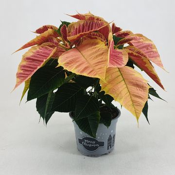 Euphorbia pulcherrima CHRISTMAS FEELINGS MARBLE