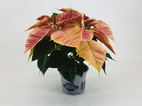 Euphorbia pulcherrima CHRISTMAS FEELINGS MARBLE