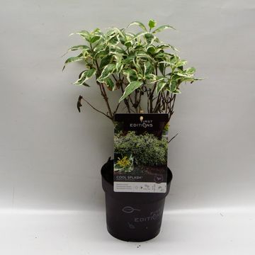 Diervilla sessilifolia COOL SPLASH