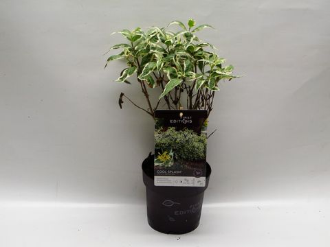 Diervilla sessilifolia COOL SPLASH