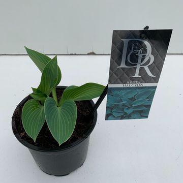 Hosta 'Halcyon'