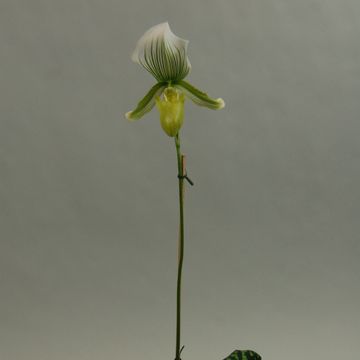 Paphiopedilum Maudiae 'Bankhouse'