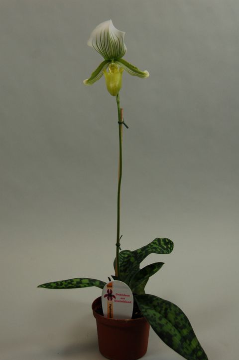 Paphiopedilum Maudiae 'Bankhouse'