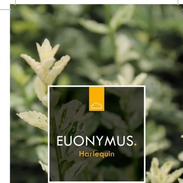 Euonymus fortunei 'Harlequin'