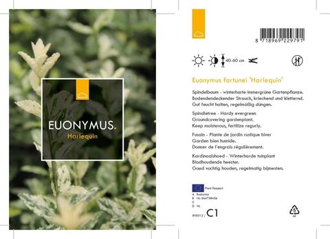 Euonymus fortunei 'Harlequin'