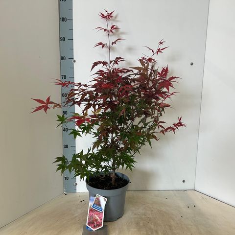 Acer palmatum 'Atropurpureum'