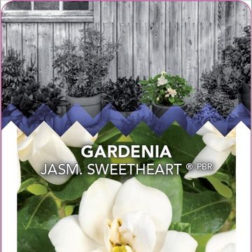 Gardenia jasminoides SWEET HEART