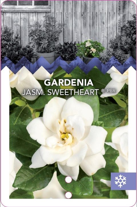 Gardenia jasminoides SWEET HEART
