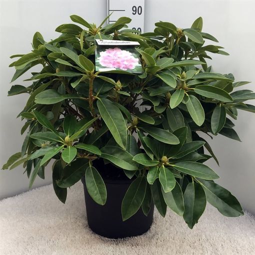 Rhododendron 'Onkel Dines'