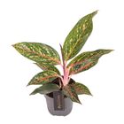 Aglaonema 'Pepper Bells'