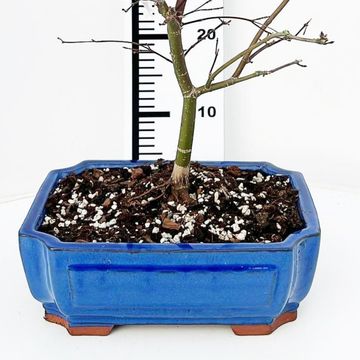 Acer palmatum 'Beni-maiko'