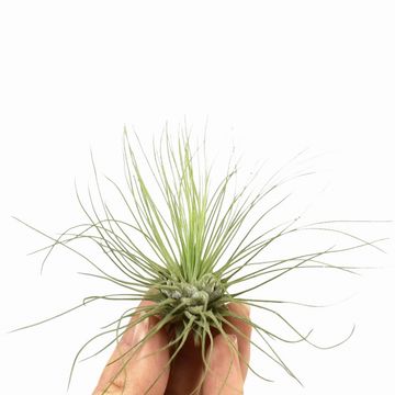 Tillandsia argentea