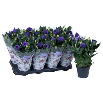 Eustoma grandiflorum 'Julietta Blue'