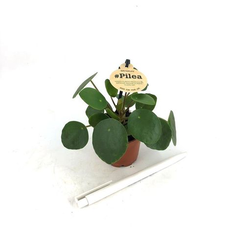 Pilea peperomioides