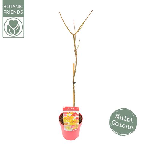 Acer shirasawanum MOONRISE