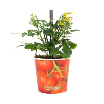 Solanum lycopersicum 'Ponchi-Re'