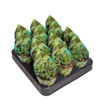 Adromischus cristatus