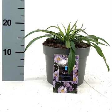 Aster 'Lady in Blue'