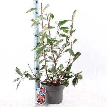 Photinia x fraseri LOUISE