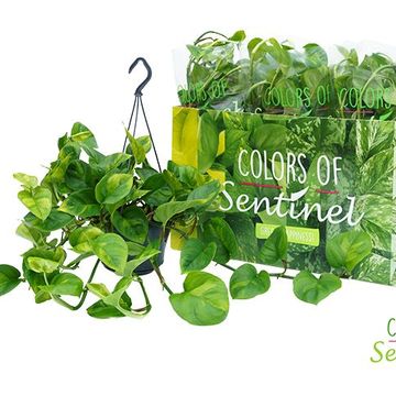 Epipremnum pinnatum 'Global Green'