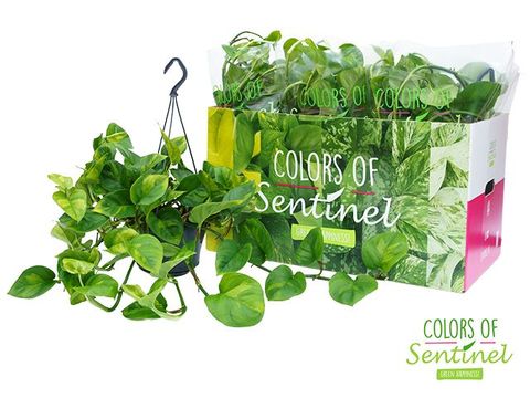 Epipremnum pinnatum 'Global Green'