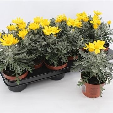Euryops pectinatus 'Silver Star'
