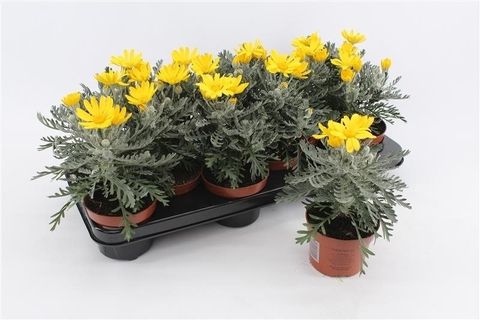Euryops pectinatus 'Silver Star'