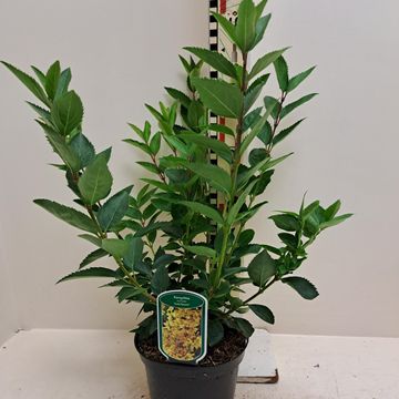 Forsythia 'Goldrausch'